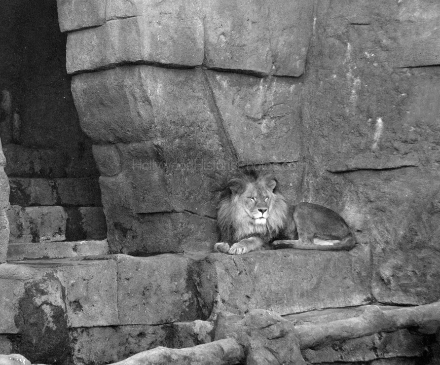 Lion.jpg