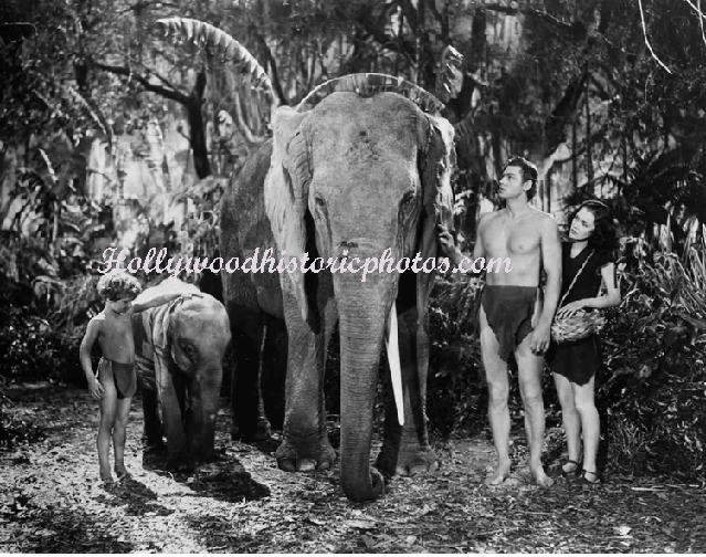 Tarzan---Johnny-Weissmuller.gif