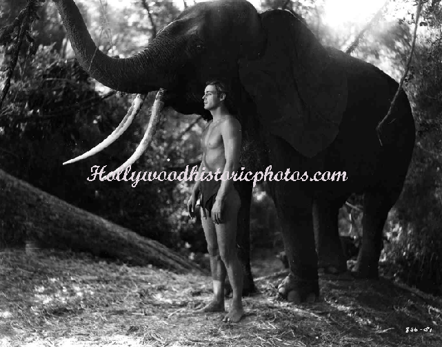 Tarzan-Johnny-Weissmuller-1.gif