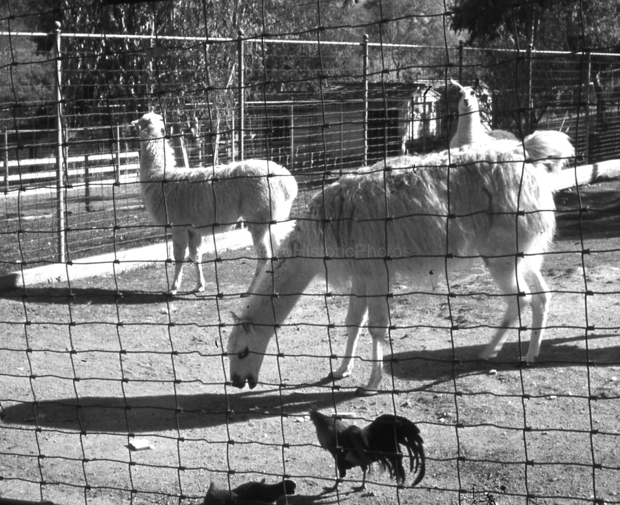 llamrost44.jpg